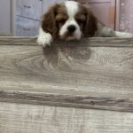 Clara-female-Cavalier-King-Charles-Spaniel-puppy-for-sale-1