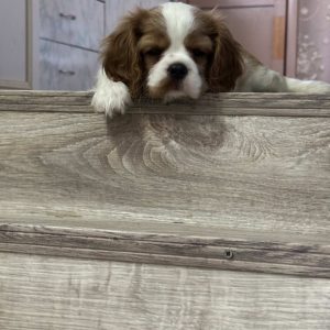 Clara Cavalier King Charles Spaniel