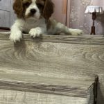 Clara-female-Cavalier-King-Charles-Spaniel-puppy-for-sale-2