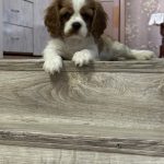 Clara-female-Cavalier-King-Charles-Spaniel-puppy-for-sale-3