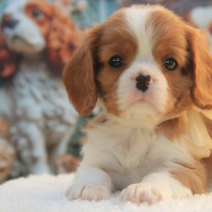 Dallas Cavalier King Charles Spaniel