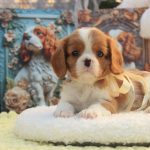 Dallas-male-Cavalier-King-Charles-Spaniel-puppy-for-sale-2