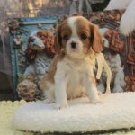 Dallas-male-Cavalier-King-Charles-Spaniel-puppy-for-sale-3