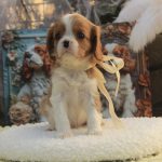 Dallas-male-Cavalier-King-Charles-Spaniel-puppy-for-sale-4