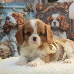 Clara Cavalier King Charles Spaniel