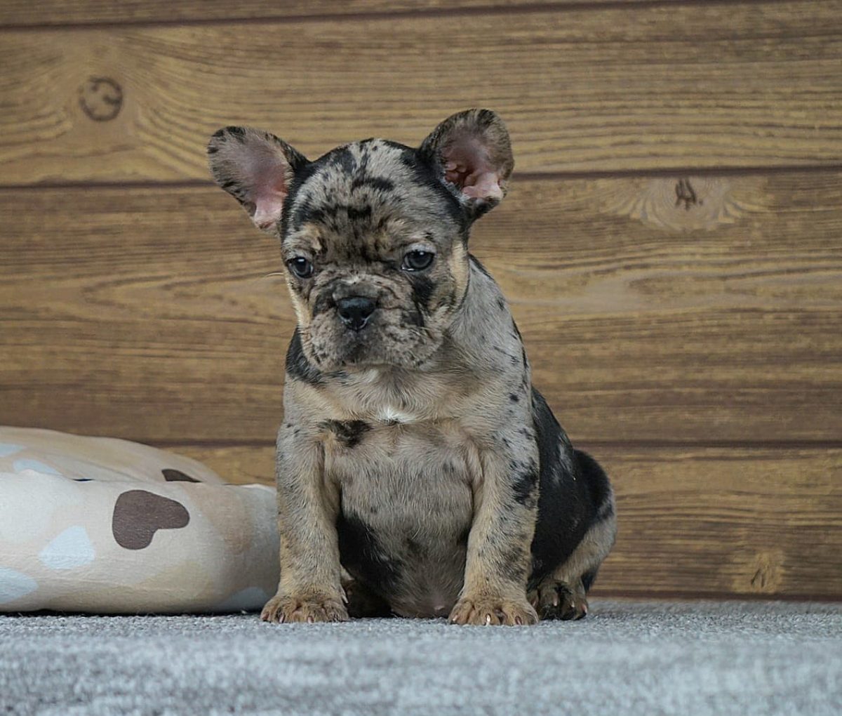 Tomkings Kennel Black French Bulldog Puppies Faboo Blue Mini