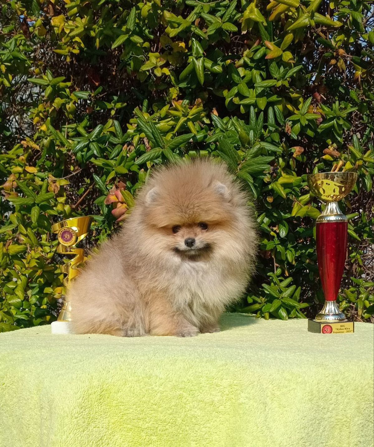 Mini Chow Chow Pomeranian Mix Chow Mix Rescue Me Chow Chow