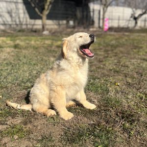 Ember Golden Retriever