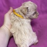Fifi-female-Maltipoo-puppy-for-sale-1