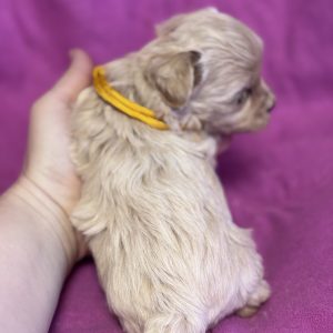 Fifi Maltipoo