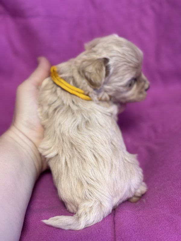 Fifi Maltipoo