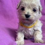 Fifi-female-Maltipoo-puppy-for-sale-2
