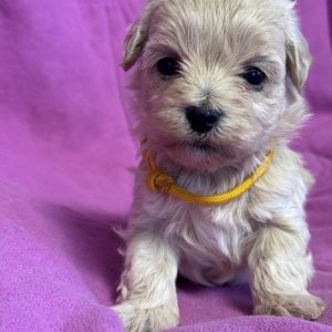 Fifi Maltipoo
