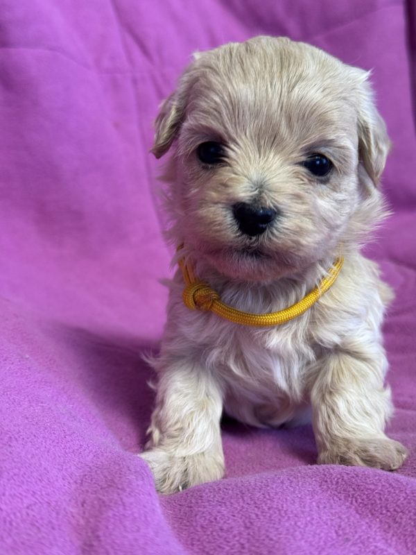 Fifi Maltipoo
