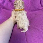 Fifi-female-Maltipoo-puppy-for-sale-3
