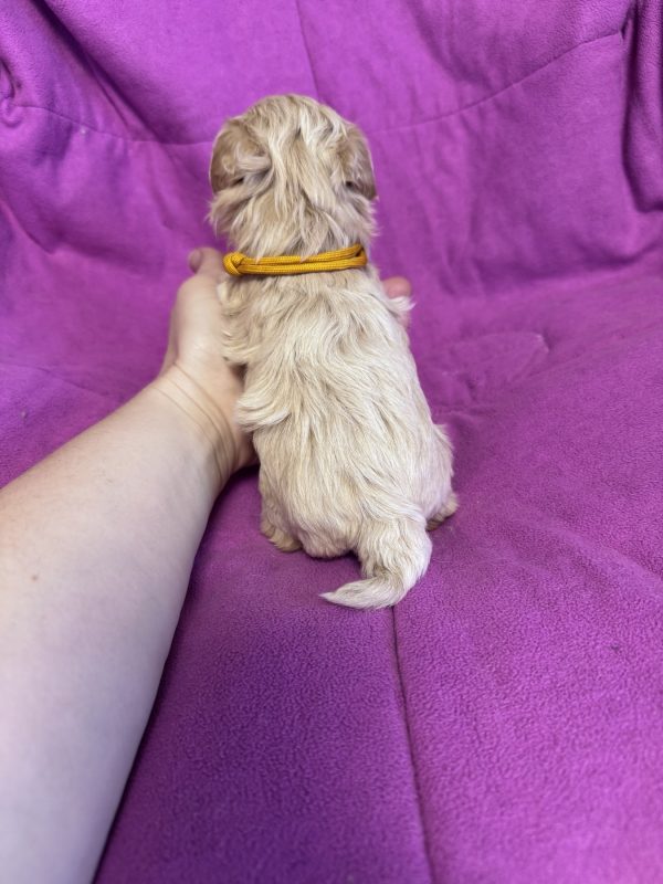 Fifi Maltipoo