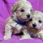 Fifi Maltipoo