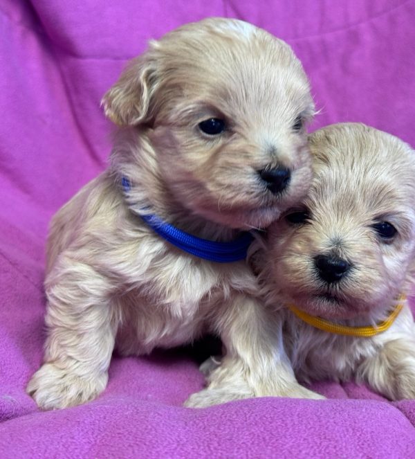 Fill Maltipoo