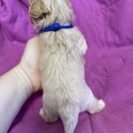 Fill-male-Maltipoo-puppy-for-sale-2