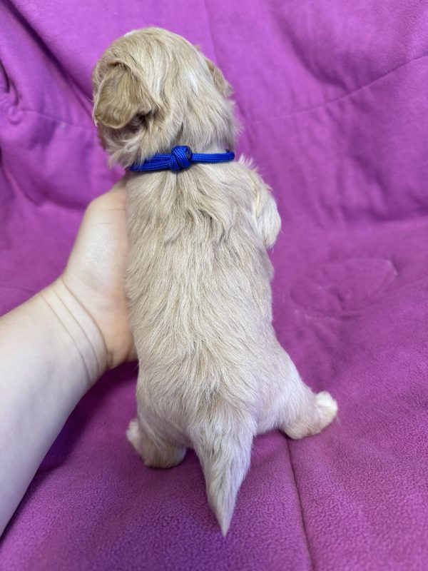 Fill Maltipoo