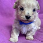 Fill-male-Maltipoo-puppy-for-sale-3