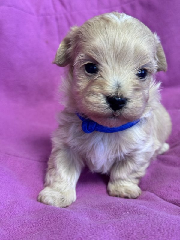 Fill Maltipoo