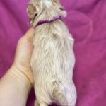 Folly-female-Maltipoo-puppy-for-sale-1