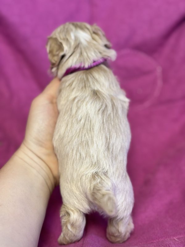 Folly Maltipoo