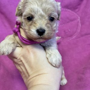 Folly Maltipoo