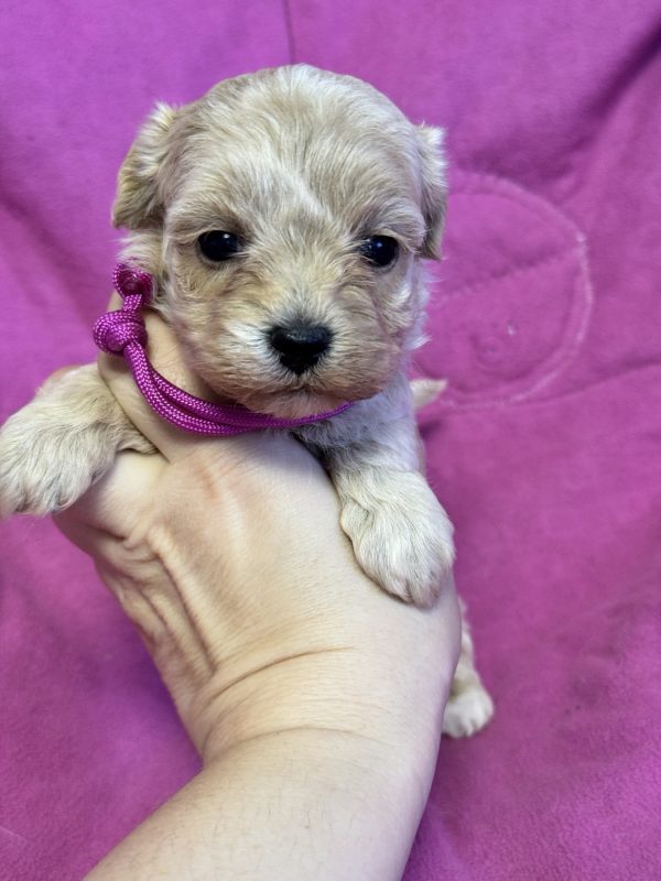Folly Maltipoo