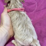 Forsa-female-Maltipoo-puppy-for-sale-1