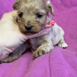 Mili Maltipoo