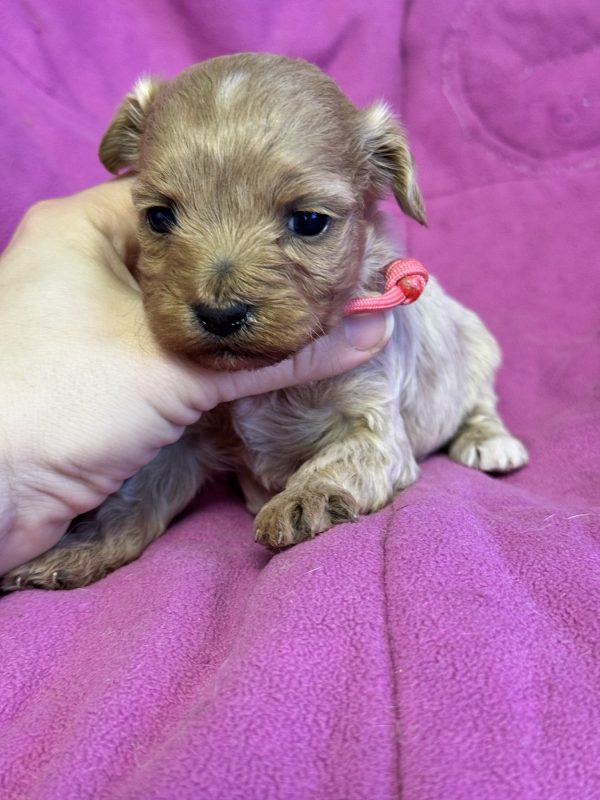 Forsa Maltipoo