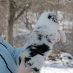 Fresh-Vibe-female-Australian-Shepherd-puppy-for-sale-1 (1)