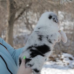 Fresh Vibe Australian Shepherd