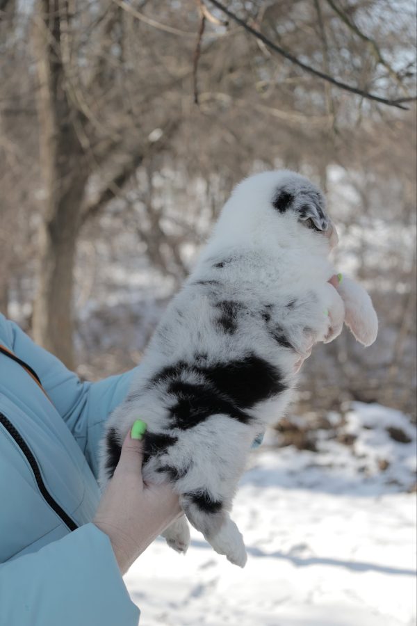 Fresh Vibe Australian Shepherd