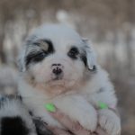 Fresh-Vibe-female-Australian-Shepherd-puppy-for-sale-1 (2)
