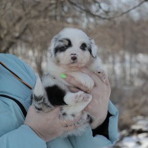 Fresh Vibe Australian Shepherd