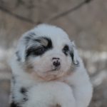 Fresh-Vibe-female-Australian-Shepherd-puppy-for-sale-1 (4)