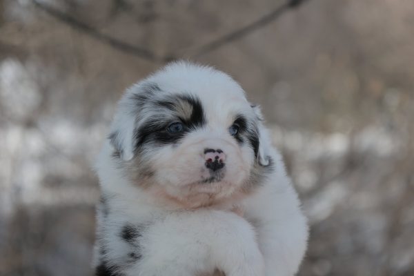 Fresh Vibe Australian Shepherd