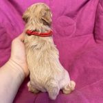 Freya-female-Maltipoo-puppy-for-sale-1