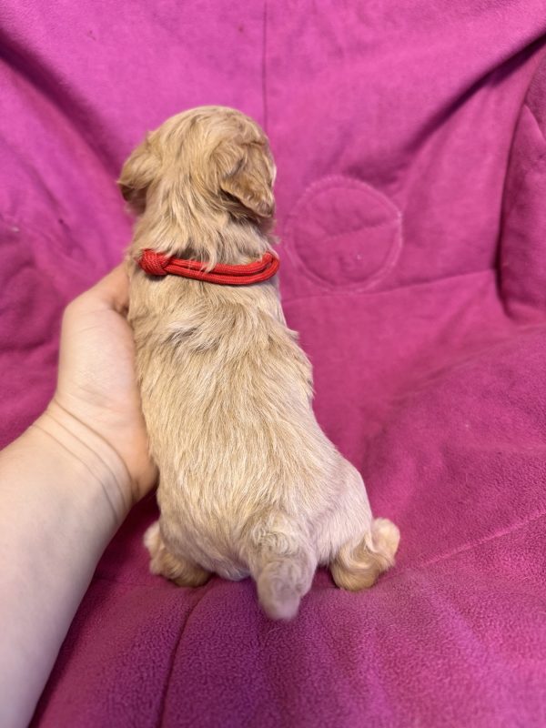 Freya Maltipoo