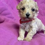 Freya-female-Maltipoo-puppy-for-sale-2