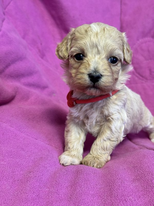 Freya Maltipoo