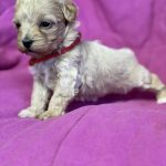 Fifi Maltipoo