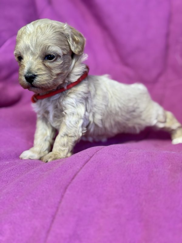 Freya Maltipoo