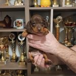 Romolusz Dachshund