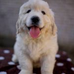 Darla Golden Retriever