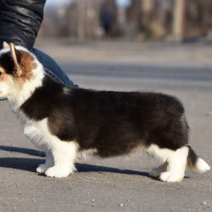 Gerard Welsh Corgi