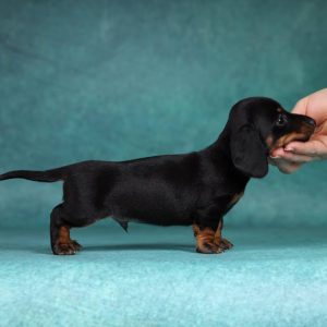 Gergely Miniature Dachshund